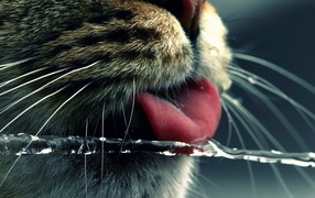 Cat catches tongue water jet