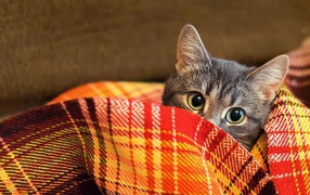 Cat hiding in a blanket
