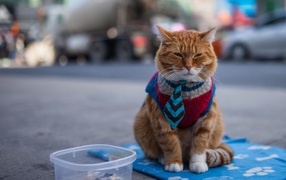 Cat in vest and tie