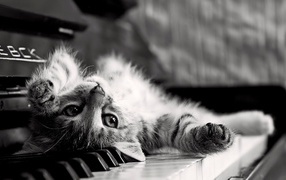 Cat is back on the piano keys