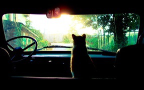 Кот смотрит в лобовое стекло авто