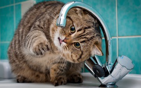 Cat paw catches drops from the tap