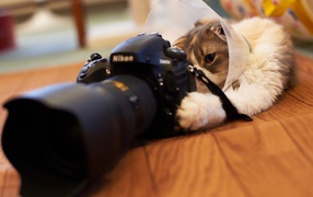 Кот играет с фотоаппаратом