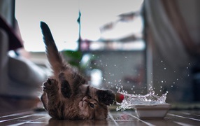 Cat playing with water lying on back