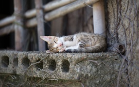 Cat sleeping on a concrete slab