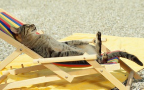 Cat sunning on the beach