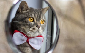Fashionable cat looking in the mirror