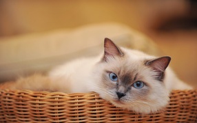 Fluffy Siamese cat in a straw basket