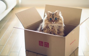 Fluffy cat in a cardboard box