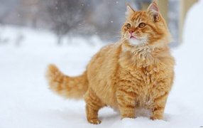 Fluffy ginger cat in the snow