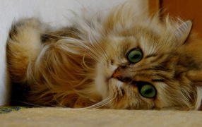 Fluffy ginger cat lying on its side