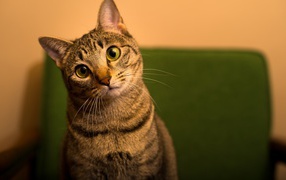 Funny green-eyed housecat
