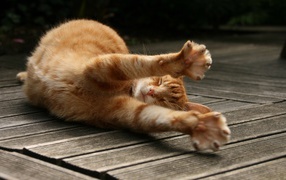 Ginger cat stretching on the floor