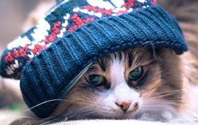 Gloomy cat lying under a knitted cap