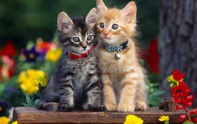 Gray and red kitten with collars