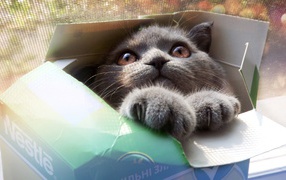 Gray cat in a cardboard box