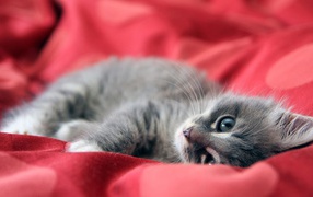 Gray kitten lying on red fabric