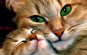Green-eyed cat with a kitten