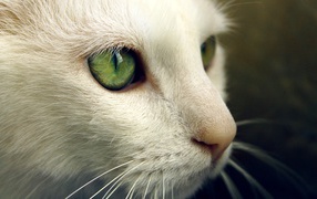 Green eyes on a white muzzle cat