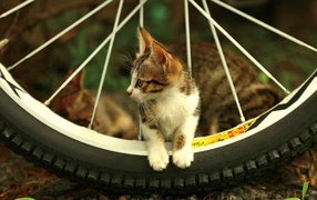 Kitten in a bicycle wheel