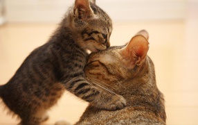 Kitten kissing his mom