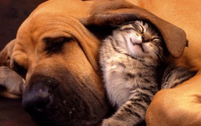 Kitten under the ear big dog