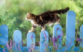 Kitten walks on blue fence