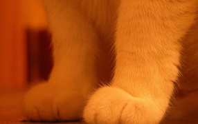 Legs red cat