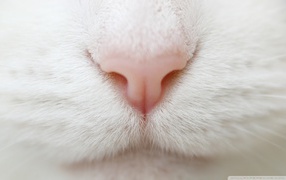 Pink nose on a white muzzle cat