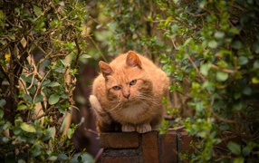 Red cat on a stone fence