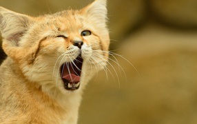 Red cat yawns and winks