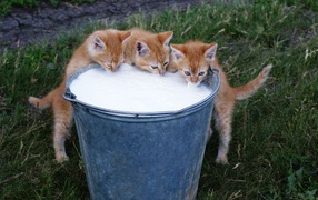 Red kittens drinking milk from a bucket
