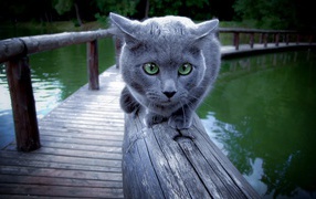 Russian blue cat on a wooden bridge