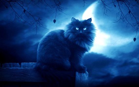 Shaggy black cat on moon background