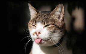 Sly cat shows tongue