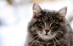 Snow on wool cat