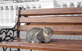 Street cat sitting on a bench in the city