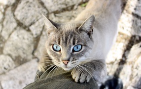 The blue-eyed cat stretches to the owner