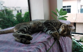 Кот лежит у окна и играет с ниткой