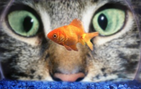 The cat is watching fish in an aquarium