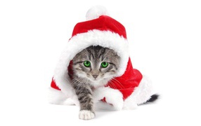 The green-eyed cat in a Santa suit