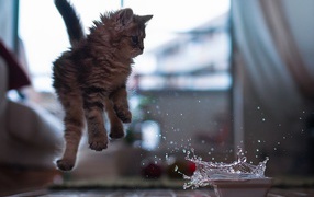 The kitten jumps from the water