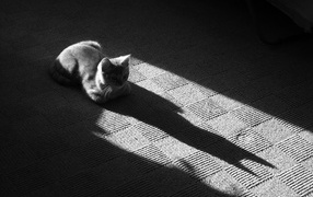 The shadow of the gray cat