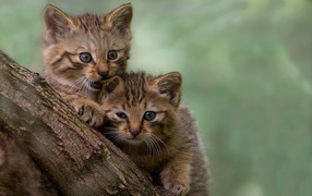 Two kitten in a tree