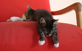 Two lazy kitten on red chair