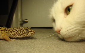 White Cat and green lizard