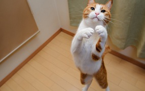 White ginger cat on its hind legs