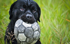 Черный щенок держит в зубах спущенный мяч