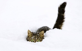 Cat hiding in snow