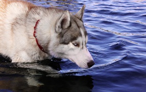 Husky dog standing in water